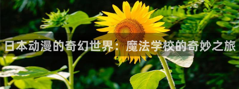 里番动画片